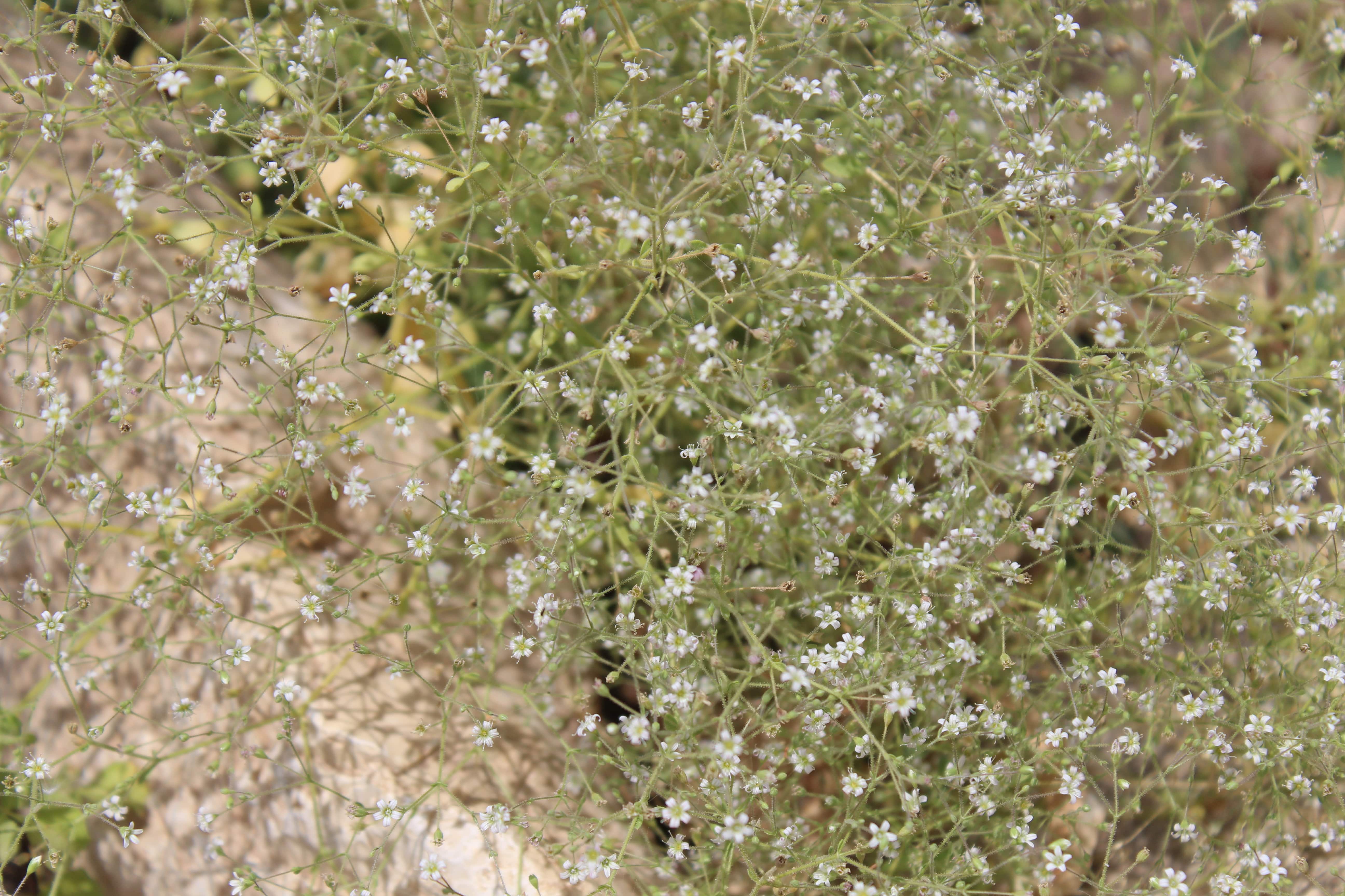 Petroana montana (Balf.f.) Madhani & Zarre